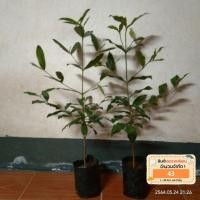 ราคา ต้นมั่งมี ( 20-35 cm. ) (5546732414)