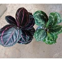 ราคา F201 คล้านกยูงแดง/เขียว พร้อมกระถาง Calathea Dottie/Medallion #ไม้มงคล #ไม้ประดับ #ดูดสารพิษ (7531403450)