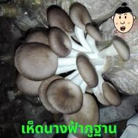 ราคา ส่งด่วนทุกวัน เชื้อเห็ดนางฟ้า,เห็ดนางฟ้าภูฐาน,ก้อนเห็ดนางฟ้าทดลองเพาะจำนวน 1 ก้อน (10008457153)