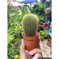 ราคา แคคตัส​ ถังทอง​ กระบองเพชร​ ไม้ประดับ (4045400692)
