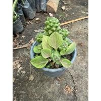 ราคา ต้นพญานาคราชราชินี พญานาคราชราชินี นาคราชราชินี ว่านงู พญานาคราช เสริมบารมี เสริมทรัพย์ (29889829783)