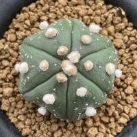 ราคา แคคตัส Astrophytum asterias starshape กระบองเพชร ปลาดาว6พู (9765482058)