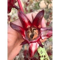 ราคา เมล็ดพันธุ์กระเจี๊ยบ กระเจี๊ยบแดง พันธุ์ซูดานแท้ 150 เมล็ด [10 แถม 1 คละได้] (24750183554)