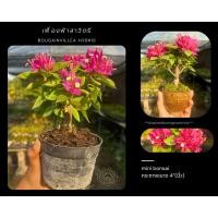 ราคา เฟื่องฟ้าสาวิตรี Bougainvillea hybrid บอนไซ mini bonsai กระถาง 4"นิ้ว (28624942715)
