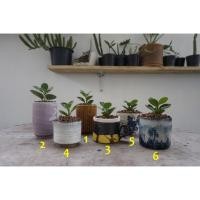 ราคา ต้นช้อนเงินช้อนทอง พร้อมกระถาง (6531668512)