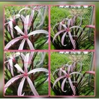 ราคา ต้นพลับพลึงน้ำRed Spiderlily ชุดละ3ต้น (40363336839)