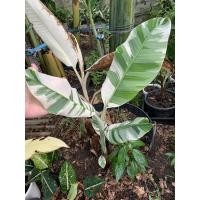 ราคา กล้วยด่างฟลอริด้า(ขุดสดได้ต้นในรูปเลยคะ) (16962733876)
