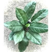 ราคา ต้นอโกลนีมา เงินเต็มบ้าน (Aglaonema sp. ‘Ngoentemban’) กระถาง 8 นิ้ว (7354454781)