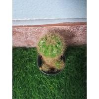 ราคา แคคตัส Cactus ดาวล้อมเดือน (43718079877)