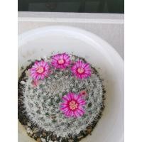 ราคา แมมมิลลาเรีย ฮาเลียน่าแมมแม่เฒ่า (7780464253)