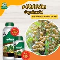 ราคา มะไฟ โตไว ใบเขียว ผลดก ผลใหญ่ แข็งแรง ผลผลิตดี อะมิโนโปรตีนจำเป็นสำหรับพืช 18 ชนิด อะมิโนแรปเตอร์ โดย ไดโนเร็กซ์ (21677969522)