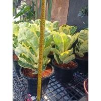 ราคา ไทรใบสักด่าง Ficus lyrata Warb (5661704623)