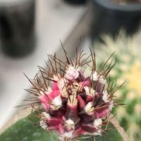 ราคา ยิมโนด่างกราฟชมพูอมม่วงหนามสีทองด่างกำลังไล่รูปสุดท้ายต้นแม่ (5331497652)