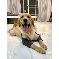 ราคา สนับศอกสุนัข สนับเข่าสุนัข สนับเข่าน้องหมา สนับศอกน้องหมา สนับเข่าหมา ป้องกันศอกสุนัข ป้องกันเข่าสุนัข สนับศอกหมา (12017552498)