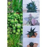 ราคา กระบองเพชร แคคตัส ไม้อวบน้ำ ลิ้นมังกร ดาวล้อมเดือน พิ้งค์สปอร์ต เก๋งจีน แสงเงินแสงทอง ม้าเวียน ยิมโนเขียว แมมหนามตะขอ (18608310843)