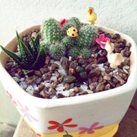 ราคา สวนถาดไม้อวบน้ำ ฮาโวเทีย แคคตัส (6307736408)