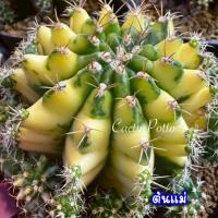 ราคา ❤️❤️มีส่งด่วน❤️❤️ยิมโน โคลน เทียนหยด /Cactus /Gymno/Gymnocalycium/ยิมโนด่าง/ไม้ชำหน่อ​ (28186859984)