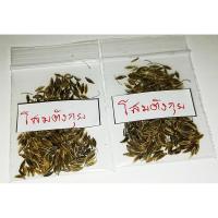 ราคา ซื้อ 1 ชุดแถม 1 ชุด เมล็ดพันธุ์โสมตังกุย Dong qua โกฐเชียง สมุนไพรตังกุย ราชินีสมุนไพรสำหรับผู้หญิง 50 เมล็ดแถม 50 เมล็ด (5506620801)