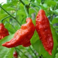 ราคา 12 เมล็ด พริกที่เผ็ดที่สุดในโลก พริกปีศาจ พริก Ghost Pepper Chilli Seeds สายพันธุ์ Bhut Jolokia (41523790423)