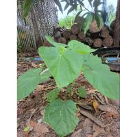 ราคา สมุนไพรต้นครอบจักรวาล100บาทพร้อมส่ง (17772481389)