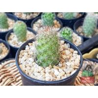 ราคา แมมหนามแดง แมมมิลลาเรีย มาซัตลาเนนซิส (Mammillaria Mazatlanensis) กระบองเพชร แคคตัส (3190805399)