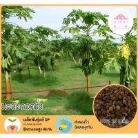 ราคา มะละกอครั่ง บรรจุ 10 เมล็ด (29491608007)