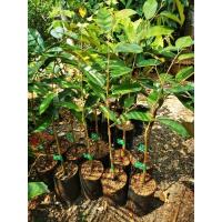 ราคา ต้นทุเรียนหนามดำหรือที่เรียกว่าโอวฉีหรือแบลคทอน(เสียบยอด)​ (7279378059)