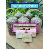 ราคา ชุดเพาะเห็ดฟาง 5ก้อน +แป้งเพาะ (ฟรี!! อาหารเสริม 2ถุง) (29373995849)