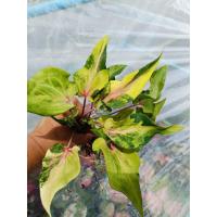 ราคา ต้นบอนสี ใบหอกเหลืองหูดก เป็นบอนใบหอกด่างเหลืองสวยงามโตมาให้หน่อเก่ง (24846343021)