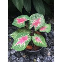 ราคา บอนสีร่อนทอง ต้นขนาดเล็ก จัดส่งพร้อมกระถาง ต้นไม้มงคล ต้นไม้ฟอกอากาศ ต้นไม้ด่าง (12439970020)