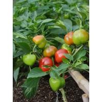 ราคา เมล็ดพันธุ์พริกหยวกแดง 100 เมล็ด | ปลูกง่าย ผลผลิตสูง สีแดงสดดึงดูด ตลาดต้องการมาก ขายได้กำไรดี (44953678848)