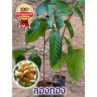 ราคา ลองกอง 2 ต้น ต้นพันธุ์ลองกอง ผลใหญ่ เนื้อทานอร่อย ปลูกง่าย โตเร็ว สินค้าพร้อมส่ง (3555439768)