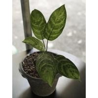 ราคา อโกลนีมา (Aglaonema) ต้นเขียวหมื่นปี (5878992672)