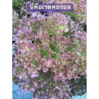 ราคา เมล็ดพันธ์ผักสลัด เรดโครอล 0.5 กรัม (เมล็ดเปลือย) (19371585455)