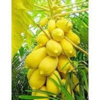 ราคา เมล็ดพันธุ์มะละกอสีทอง Carica Papaya Lin เมล็ดพันธุ์แท้ ราคาถูก นำเข้าจากต่างประเทศ (8895471606)