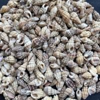 ราคา เปลือกหอยหายาก เปลือกหอยสังข์เล็ก 50g FENG SHOU MINI bone conch 1-1.5cm (22052793872)