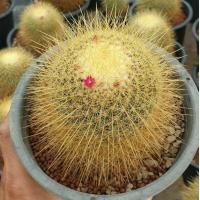 ราคา ต้นกระบองเพชร รูแดลทา mammillaria rhidantha #cactus #mammillaria (7944480691)
