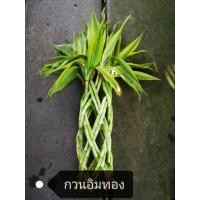 ราคา ไผ่กวนอิมหยก ไผ่กวนอิมเงิน ต้นไม้มงคล (1823956068)