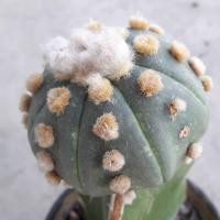 ราคา แอสโตรไฟตัม แอสทีเรียส โออิโบะ astrophytum asterias oibo (2822845034)