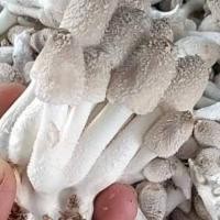 ราคา เชื้อเห็ดโคนน้อย(15 บาท) (2456744115)
