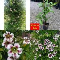 ราคา (1ต้น) ต้น ดอก ต้นพุดลิลลี่ ต้นพุดโกเมน พุดลิลลี่ พุดโกเมน / นาวิน (22437974895)