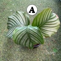 ราคา คล้าใบตอง Calathea Orbifolia (9254038516)