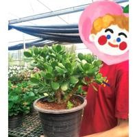 ราคา คลาสซูล่าต้นใหญ่( Crassula Ovata หรือ Jade Plant) (15280303161)