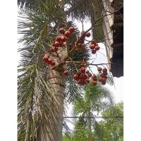 ราคา เม็ดปาล์มฟอกเทล หรือเม็ดปาล์มหางกระรอก (40422735938)