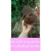 ราคา พลูลงยา , ใบกลมกำมะหยี่ , พลูป่า ,ไม้ป่า , piper porphyrophyllum (4640917244)