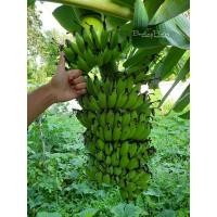 ราคา ต้นกล้วยน้ำว้าเตี้ย น้ำว้าค่อม #ต้นกล้วยน้ำว้าเตี้ย #กล้วยน้ำว้าเตี้ย #กล้วยน้ำว้าต้นเตี้ย (3537869104)