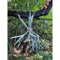 ราคา เฟิร์นชายผ้าสีดาP.veitchii(Silver frond) (19741817246)