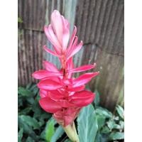 ราคา ขิงแดง1ต้น(ต้นอ่อนหรือแก่ตัดใบล้างราก) ขิงประดับ เหง้าขิง ไม้หัว ขิงแดง ขิงชมพู (11119867058)