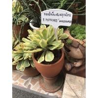 ราคา ต้นทองอำพันกระถางหกนิ้วส่งจริงตามรูป (9103517337)