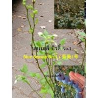 ราคา ต้น บลูเบอรี่ พันธุ์บิวตี้ No.1 / Blue Beauty No.1 / 蓝美1号 ต้นเพาะเนื้อเยื่อ อายุ 3 ปี+ (24169370931)